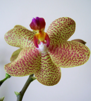 Orquidea Phalaenopsis
