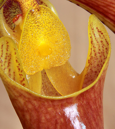 Orquidea Paphiopedilum Insigne
