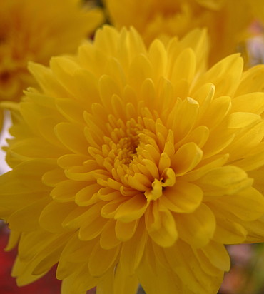 Nuevas Fotos Album Chrysanthemum.
